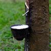 Generic semi di hevea brasiliensis, piante verdi, decorazioni da giardino per esterno Piante resistenti per il giardino piante da balcone, alberi bonsai bonsai da interno bonsai alberi di 10pcs