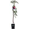 eGarden.store - Pianta vera di Fico o Fioreone o Ficus Carica diverse varietà 2 anni - Albero da frutta commestibile da coltivare in giardino o in vaso (Melanzana)