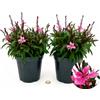 POWERS TO FLOWERS - GAURA 2 PIANTE, VASO 14CM DIAMETRO, Piante vere