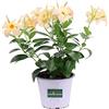 eGarden.store pianta di Dipladenia pianta da fiore di dipladenia da balcone pianta da fiore vera pianta in vaso di dipladenia venduta da eGarden.store (Gialla)