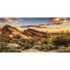 MIRRORANG 91x41cm Rettile Habitat Sfondo Blu Cielo Oasi Cactus Sole e Deserto Terrario Sfondo Vinile Sfondo