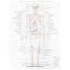 1pc Anatomical Poster Body Structure Painting Skeletal Anatomy immagine