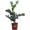 eGarden.store Pianta di Ligustro del Texas o Ligustrum Texanum diverse grandezze cespuglio ornamentale da esterno pianta vera ideale per siepe venduta da eGarden.store (Vaso 17 cm)