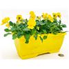 POWERS TO FLOWERS - VIOLE DEL PENSIERO, VIOLA A FIORE PICCOLO GIALLO IN BALCONETTA 22X10CM, pianta vera
