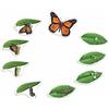Learning Resources Ciclo di vita di una farfalla magnetico gigante