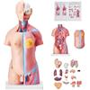 VEVOR Modello Anatomico di Corpo Umano, 23 Pezzi 45 cm, Modello di Anatomia del Torso Umano, Modello di Scheletro Anatomico Unisex con Organi Rimovibili, Modello Didattico Educativo per Anatomia