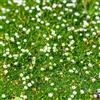 Generic muschio stellato Sagina subulata - balcone biologiche per la copertura del terreno decorazioni giardino per esterni 60semi