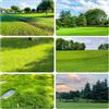 Generic semi prato Zoysia - vaso, resistenti balcone rialzato letto di balcone resistenti vaso ornamentali tetti verdi verdi 10000pcs