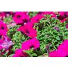 Generic Petunia pendente, Surfinia Rubina viola scarlatto