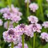 Generic verbena dei tappeti, Phyla nodiflora aromatiche da giardino da ufficio verbena tappeto coltivazione di giardino di aromatiche resistenti in vaso esterno 200semi