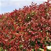 GardenersDream Photinia fraseri 'Red Robin' Arbusto - Siepe sempreverde, pianta da giardino a crescita rapida, resistente arbusto a foglie rosse per schermare