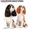 Magnet & Steel Calendario moderno 2025 Cavalier King Charles Spaniel