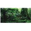 Pssopp Poster Adesivo 3D Effetto Foresta Pluviale per Terrario e Acquario, Sfondo Subacqueo Realistico in PVC 61x30cm, Immagine HD per Rettili e Pesci