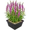 vdvelde.com - Salcerella Lythrum salicaria, 4 piante da laghetto viola | Spontanea di riva per api e farfalle, rustica, fiorisce da giugno ad agosto, profondita 10 cm