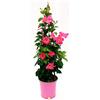 POWERS TO FLOWERS - MANDEVILLA DIPLADENIA ROSA A PIRAMIDE H90CM, OFFERTA ULTIMI 8 PEZZI!! pianta vera