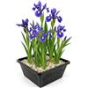 vdvelde.com - Iris blu Iris kaempferi, 4 piante di riva rustiche | Perenne adatta alle api, fiorisce da giugno a luglio, altezza 80 cm, profondita 1-10 cm, in cestino