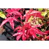 Generico Vivaio Garden Forest Acero Giapponese Beni Maiko, Rosso, H 100 cm | Japanese Jewels, Acer Palmatum, Ornamentale, Da Giardino o Vaso