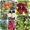 Generic Syzygium samarangense - a crescita sostenibili rari giardino roccioso con giardino resistenti 200semi