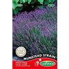 Germisem Alfazema Munstead Strain Semi 0.5 g