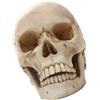 Lifesize 1: 1 Realistico Teschio Umano Replica Modello In Resina Prop Craft