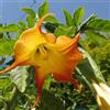 Generic 3 talee - brugmansia (angels trumpet) * giallo | brugmansia (angels trumpet)