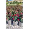 Vivai De Laurentiis Rosa Meilland Zepeti Vaso 19 | Fioritura abbondante e continua da primavera ad autunno Fiori doppi di colore rosso brillante