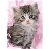 Ravensburger - Puzzle per adulti - Puzzle da 500 pezzi - Kitten sweetness - Adulti e bambini a partire dai 12 anni - Puzzle di alta qualità - Gatti - Animali - 12000077