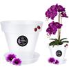 LiveLaif®- Vaso per Orchidee Traslucido Ø17 cm con Sottovaso e Fori di Drenaggio - Vaso Trasparente per Orchidee - Vaso Orchidea - Design moderno ed elegante