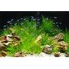 MIRRORANG 120x61cm Pietra Acquario Sfondo Pianta Acquatica Seagrass Acquario Sfondo Fiume Letto & Lago Acquario Sfondo