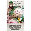 GASA PIANTA DI FRAGOLA BIANCA GUSTO ANANAS SU VASO 9,5 IN CONFEZIONE DA TRE PIANTE