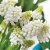 Plant in a Box - Muscari White Magic - Bulbi x50 - Giacinto dell'Uva Bianco - Bulbi da Fiore per Giardino, Terrazza o Balcone