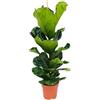 Bloomique - Ficus lyrata - Pianta a foglia di violino - Pianta da interno - Purifica l'aria - Facile da curare - Vaso 21 cm - Alta 80-100 cm