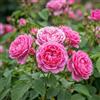 Generic 2 Talee - Rosa x Damascena (Rosa Damascena) | Rosa Damascena