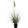 Generico Pianta PAMPAS CORADERIA SELLOANA bianca FIORE BIANCO VERA in vaso18cm AMDGarden