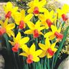 GardenersDream Narciso Jetfire Nano Bulbi da Fiore Primaverili Daffodil Narcissi Piante da Roccia