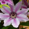 ClematisOnline Clematis Nelly Moser (Clematide - Pianta rampicante - Rosa, perenne e resistente - Vaso da 1,5 litri