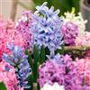 Plant in a Box - Hyacinthus Mix x10 - Bulbi di Giacinto - Bulbi di fiori resistenti per giardino, terrazza o balcone