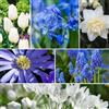 Plant in a Box - Bulb Garden Blu - 125x Miscela di Bulbi - Narciso, Scilla, Allium, Anemone, Giacinto e Tulipano - Bulbi da Fiore per Giardino, Terrazza o Balcone