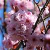 le Georgiche Vivai le Georgiche - Pianta vera di Prunus serrulata Kiku shidare-zakura - altezza alla vendita 180-200 cm