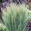 GardenersDream Panicum Northwind Erba Perenna Decidua - Pianta da Esterno per Giardino