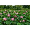 SaatPilot | Nelumbo nucifera | 50 semi | Loto sacro | Loto indiano | Pianta ornamentale | Fioritura estiva
