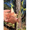 Generic 3 talee - brugmansia (angels trumpet) * pesca doppio | brugmansia (angels trumpet)
