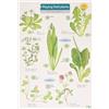 Rebecca Farley Playing Field Plants (Mixed Media Product) FSC Mini Projects S.