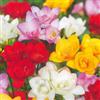 Plant in a Box - Freesia Double Mix - x40 Bulbi - Fresia - Bulbi di fiori a fioritura estiva per giardino, terrazza o balcone