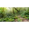MIRRORANG 61x41cm Terrario Sfondo Acquario Tropicale Sfondo Verde Enorme Albero Sole Pietra Sentiero Rainforest Rettile Habitat Sfondo Vinile