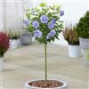 GardenersDream Albero di Ibisco Blue Chiffon in Vaso, Alberi Ornamentali per Piccoli Giardini