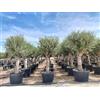 Sunny Tree Olea Europea - Olivo resistente all'inverno, 240 cm, 50 anni, fruttivo, sempreverde, resistente fino a -18 anni