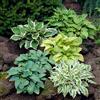 GardenersDream 3x Piante di Hosta in Vaso - Piante da Giardino con Fogliame Colorato e Foglia Architettonica - Perenni da Esterno per Giardino Ombreggiato (incl. Vaso da 11 cm)