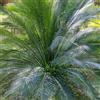 Generic Cycas revoluta - in vaso resistenti esotiche giardino raro 8semi