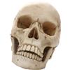 Lifesize 1: 1 Realistico Teschio Umano Modello In Resina Prop Craft